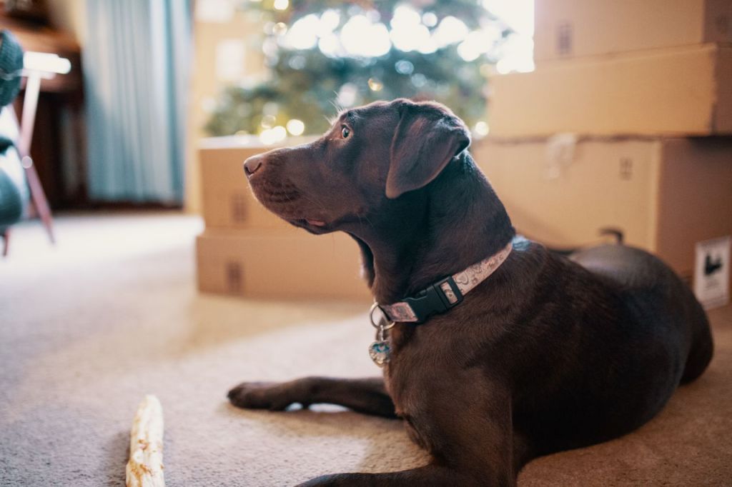 pexels-joshsorenson-1739094.jpg